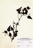 藏品(桑葉懸鉤子)的圖片